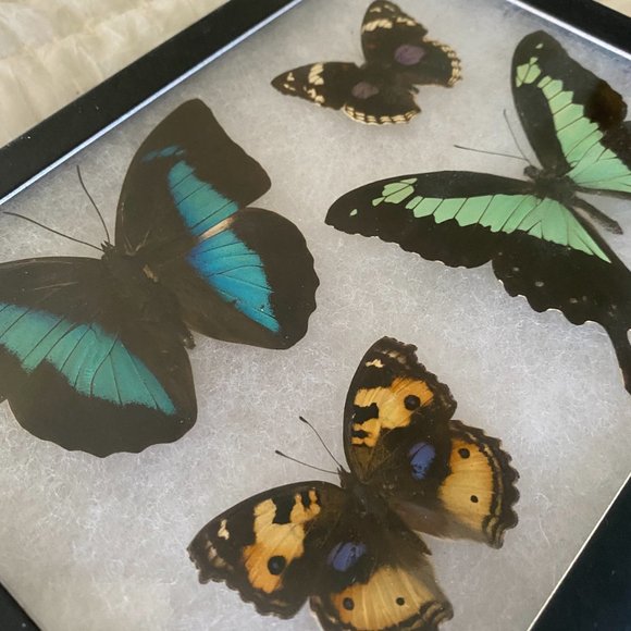 Real butterflies/riker mount/glass frame - Picture 4 of 4